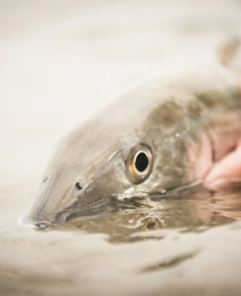 BTT Gears Up for Bonefish Spawning Season in the Bahamas