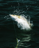 INK - Fishing the "Squid Hatch" For Striped Bass